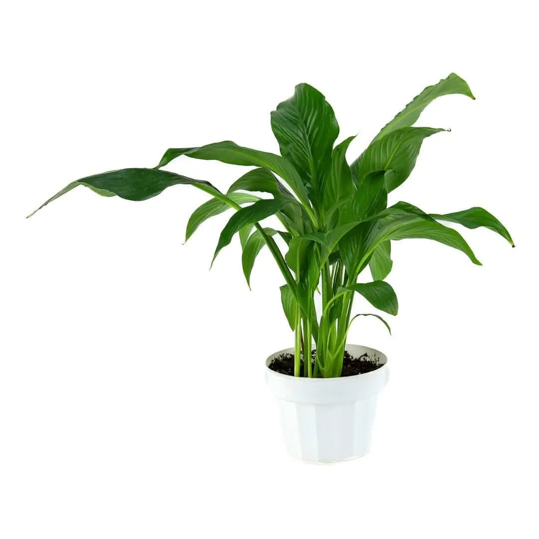 Peace Lily