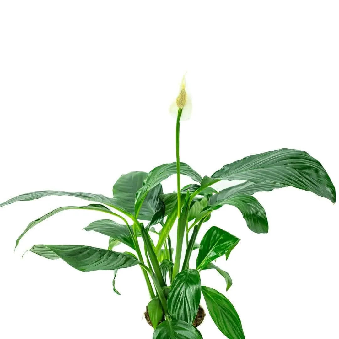 Peace Lily