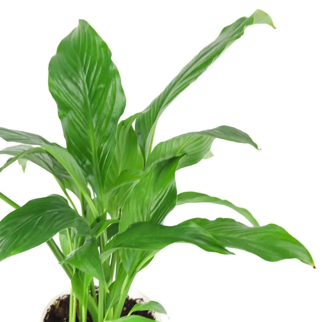 Peace Lily