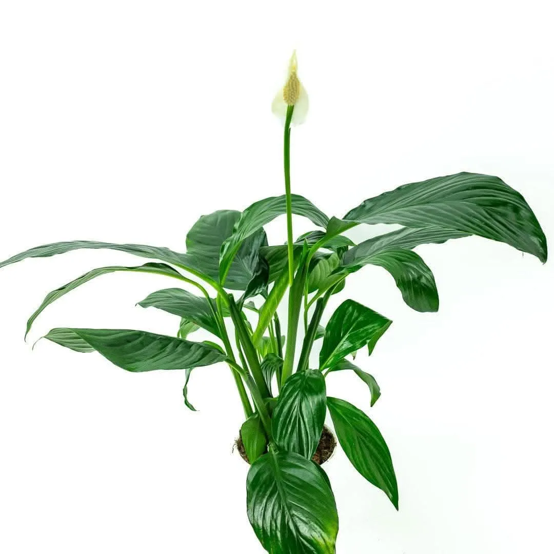 Peace Lily