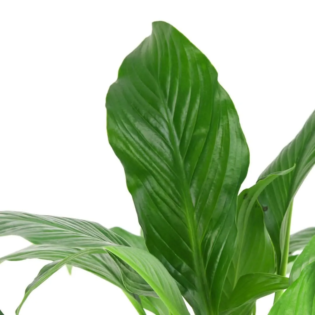 Peace Lily