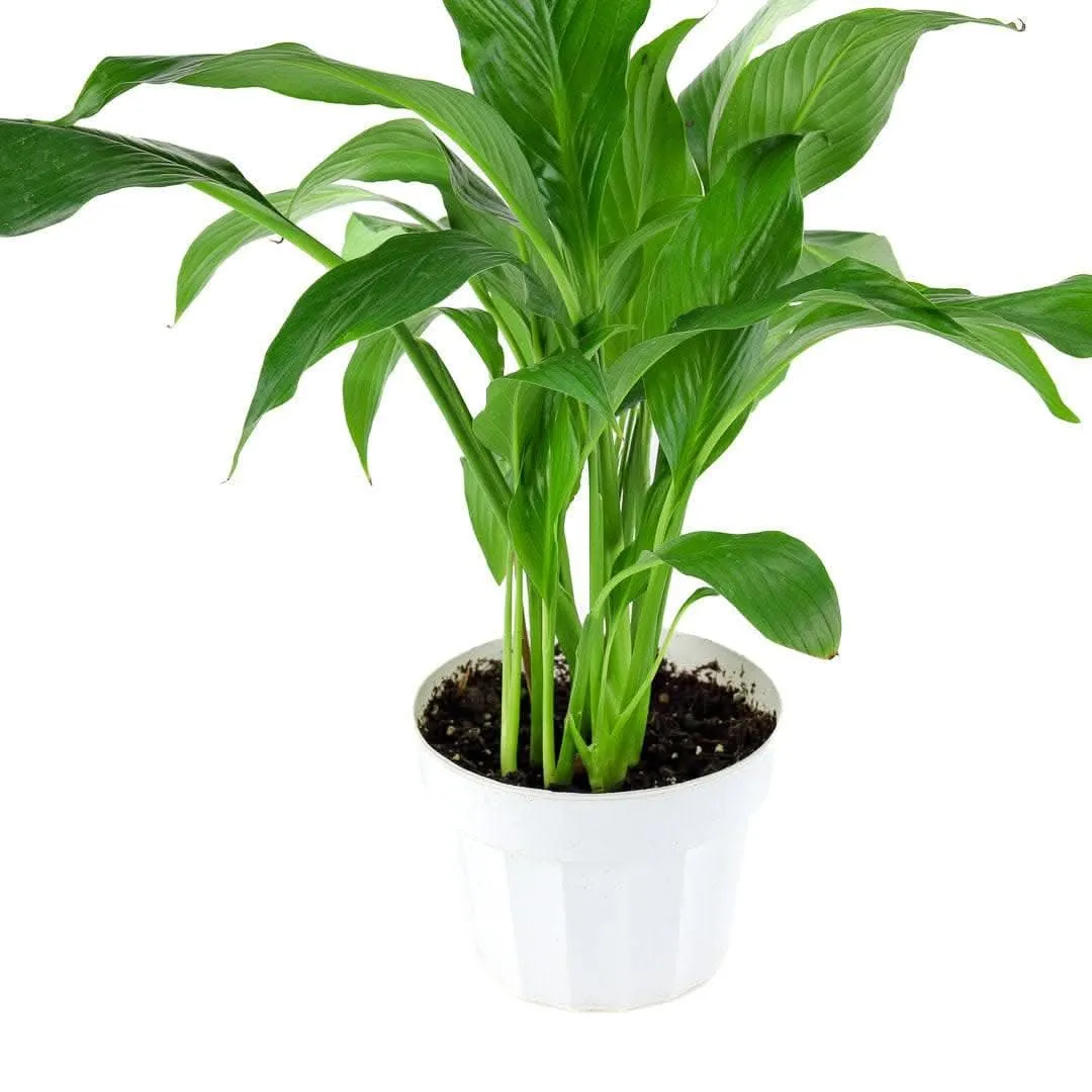 Peace Lily