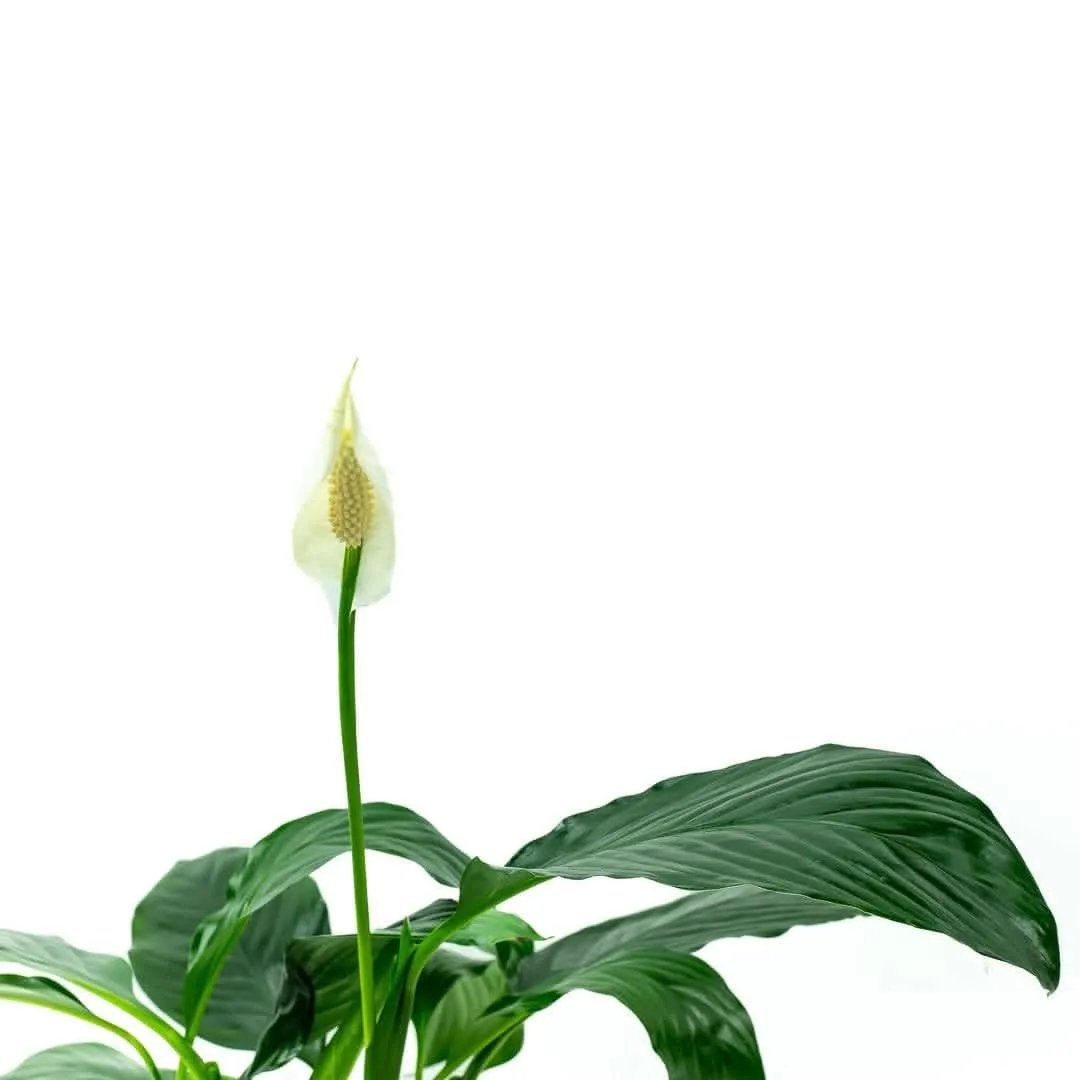 Peace Lily